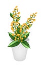 Beautiful Yellow Padauk Flower in A Flower Pot