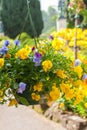 Beautiful yellow pansy flowers Royalty Free Stock Photo