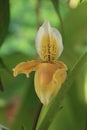 Beautiful yellow Paphiopedilum exul orchid flower Royalty Free Stock Photo