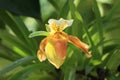 Beautiful yellow Paphiopedilum exul orchid flower Royalty Free Stock Photo