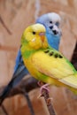 Beautiful yellow parrot sits on branch in aviary, undulated grass parakeet Royalty Free Stock Photo