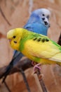 Beautiful yellow parrot sits on branch in aviary, undulated grass parakeet Royalty Free Stock Photo