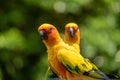 Beautiful Yellow Parrot