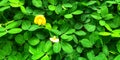 the beautiful yellow peanut flower that is blooming