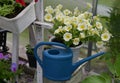 Beautiful yellow petunia flowers and watering can in greenhouse Royalty Free Stock Photo