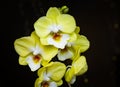 Beautiful yellow Phalaenopsis or Moth dendrobium Orchid Biglip flower in winter in home on black golden bokeh background. Floral Royalty Free Stock Photo