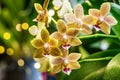 Beautiful yellow Phalaenopsis or Moth dendrobium Orchid flower in winter in home window tropical garden. Floral nature background Royalty Free Stock Photo