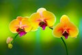 Curvy branch of yellow pink phalaenopsis orchids on abstract background Royalty Free Stock Photo