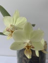 Beautiful yellow phalenopsis. Floral branch. Beautiful yellow orchid isolated, great design for any purposes