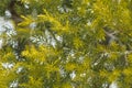 Beautiful yellow pine leaves plant texture suitable for nature and landscape background and wallpaper