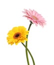 Beautiful yellow and pink gerbera flowers isolated on white Royalty Free Stock Photo