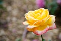 Beautiful yellow pink hybrid rose flower at a botanical garden. Royalty Free Stock Photo