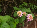 beautiful yellow pink Lantana camara flowers