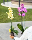 Beautiful yellow and pink moth orchids Royalty Free Stock Photo