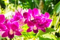 A Beautiful yellow and pink Orchids on a branch with blurry green leaf in the background Royalty Free Stock Photo