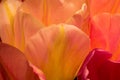 Beautiful yellow and pink petals of tulips - full sharpness