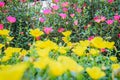 Beautiful yellow and pink portulaca oleracea flowers, also known as common purslane, verdolaga, little hogweed, red root, or pursl Royalty Free Stock Photo