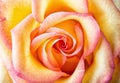 Beautiful yellow-pink rose Royalty Free Stock Photo