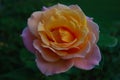 Beautiful yellow and pink rose in garden Royalty Free Stock Photo