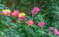 Beautiful yellow-pink roses in the summer garden