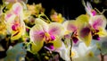 Beautiful yellow with pink spots orchid flowers under sunshine Royalty Free Stock Photo