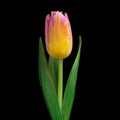 Beautiful yellow-pink tulip with green stem and leaves isolated on black background. Close-up studio shot. Royalty Free Stock Photo