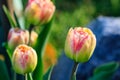 Beautiful yellow-pink tulips with drops Royalty Free Stock Photo