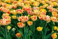 Beautiful yellow-pink tulips in the garden, photo, postcard. Royalty Free Stock Photo