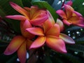 Beautiful yellow and pinks Plumeria Frangipani flowers. Royalty Free Stock Photo