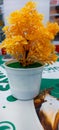 beautiful yellow plastic flower crafts