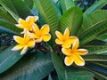 Beautiful yellow plumeria flower Royalty Free Stock Photo