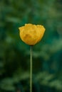 Beautiful yellow poppy in a green garden. Poppy flower in the field in the summer.