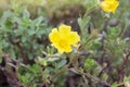 Yellow portulaca flower bloom in garden with sunlight in the morning.