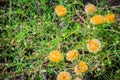 Beautiful yellow portulaca oleracea flower, also known as common Royalty Free Stock Photo