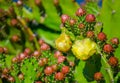 Beautiful yellow Prickly pear cactus flower at a botanical garden. Royalty Free Stock Photo