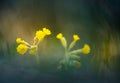 Beautiful yellow primula veris blooming in the grass in spring. Common cowslip in natural habitat in Northern Europe. Royalty Free Stock Photo