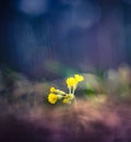 Beautiful yellow primula veris blooming in the grass in spring. Common cowslip in natural habitat in Northern Europe. Royalty Free Stock Photo