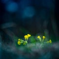 Beautiful yellow primula veris blooming in the grass in spring. Common cowslip in natural habitat in Northern Europe. Royalty Free Stock Photo