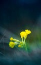 Beautiful yellow primula veris blooming in the grass in spring. Common cowslip in natural habitat in Northern Europe. Royalty Free Stock Photo