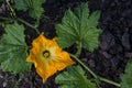 Beautiful yellow pumpkin flower Squash garden backyard field soil, Zucchini or courgette, Agriculture concept ingredient leaves Royalty Free Stock Photo