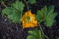 Beautiful yellow pumpkin flower Squash garden backyard field soil, Zucchini or courgette, Agriculture concept ingredient leaves Royalty Free Stock Photo