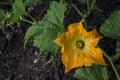 Beautiful yellow pumpkin flower Squash garden backyard field soil, Zucchini or courgette, Agriculture concept ingredient leaves Royalty Free Stock Photo