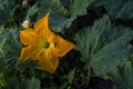 Beautiful yellow pumpkin flower Squash garden backyard field soil, Zucchini or courgette, Agriculture concept ingredient leaves Royalty Free Stock Photo