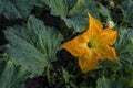 Beautiful yellow pumpkin flower Squash garden backyard field soil, Zucchini or courgette, Agriculture concept ingredient leaves Royalty Free Stock Photo