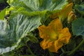 Beautiful yellow pumpkin flower Squash garden backyard field soil, Zucchini or courgette, Agriculture concept ingredient leaves Royalty Free Stock Photo