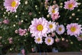 Beautiful Yellow and Purple Chrysanthemum, flower has grown in the garden Royalty Free Stock Photo