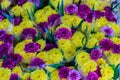 Beautiful yellow and purple chrysanthemum flowers as background Royalty Free Stock Photo