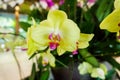 Beautiful yellow and purple orchid blooming at winter or spring day Royalty Free Stock Photo