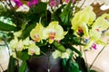 Beautiful yellow and purple orchid blooming at winter or spring day Royalty Free Stock Photo
