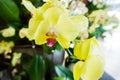 Beautiful yellow and purple orchid blooming at winter or spring day Royalty Free Stock Photo